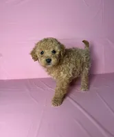 Coco, a female Maltipoo for sale in Santa Ana, CA – 1 of 2