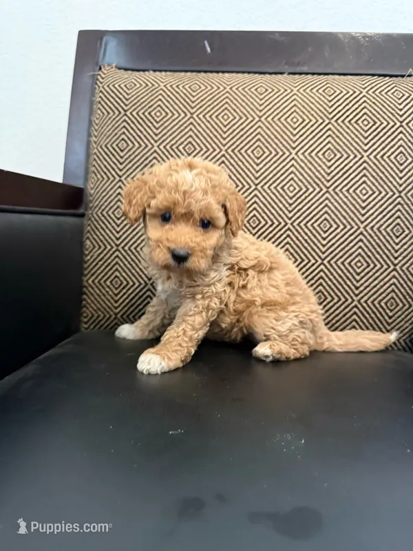Roxy  – Maltipoo puppy for sale in Moreno Valley, CA