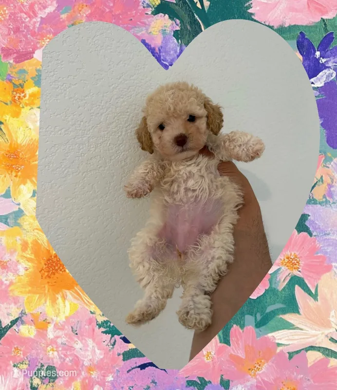 Coco – Maltipoo puppy for sale in Corona, CA