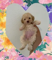 Coco, a male Maltipoo for sale in Corona, CA – 1 of 2