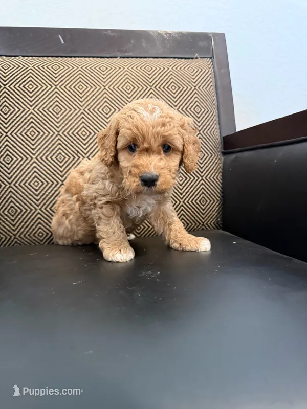 Rex  – Maltipoo puppy for sale in Orange, CA