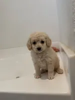 Coco, a female Maltipoo for sale in Corona, CA – 1 of 1