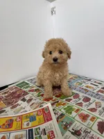 Max , a male Maltipoo for sale in Los Angeles, CA – 2 of 2