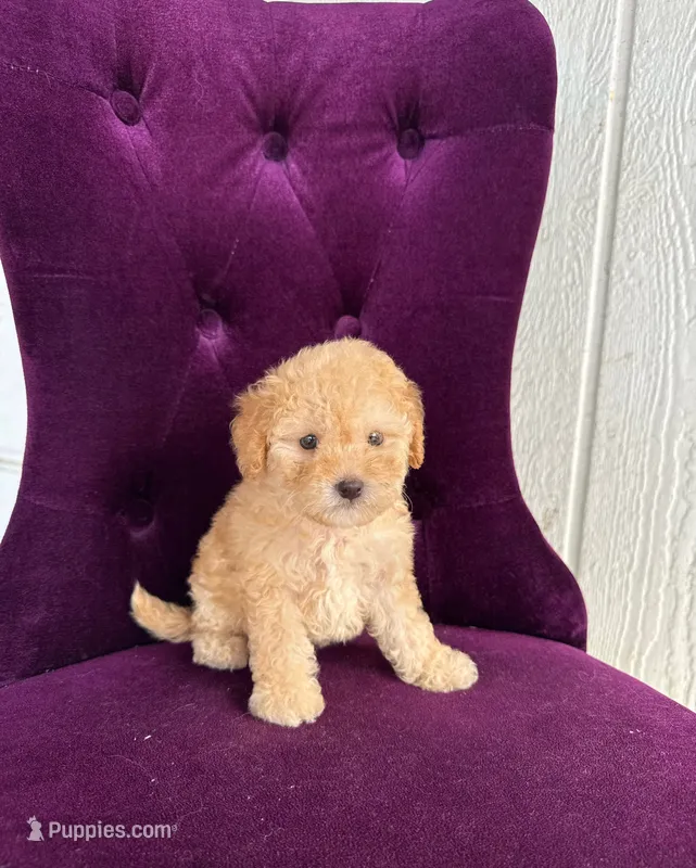 Milo – Maltipoo puppy for sale in Corona, CA