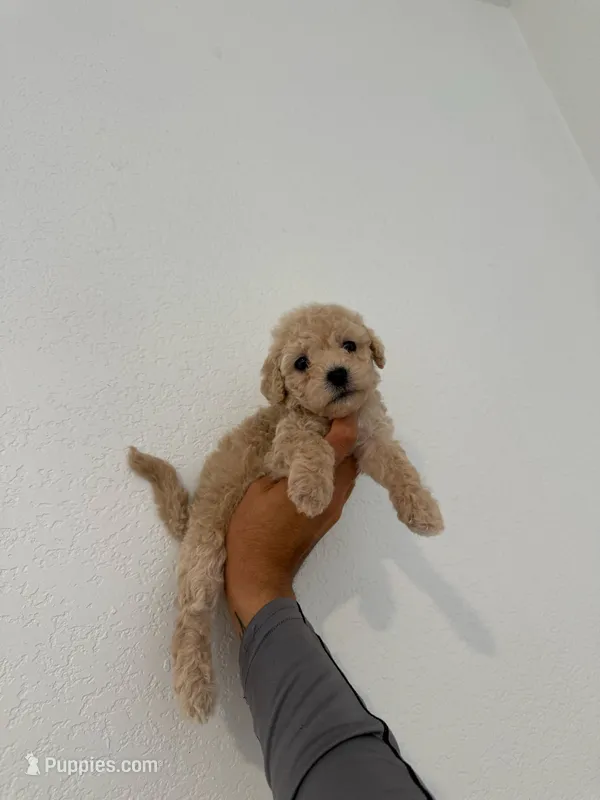 Coco – Maltipoo puppy for sale in Los Angeles, CA