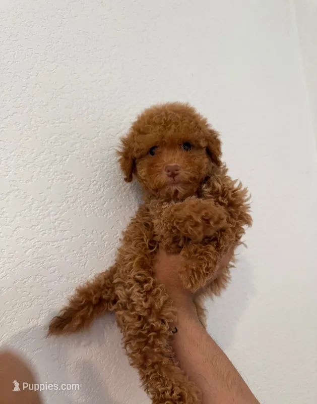 Coco – Maltipoo puppy for sale in Los Angeles, CA