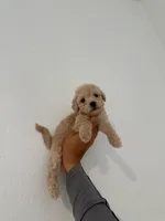 Cocoo, a female Maltipoo for sale in Los Angeles, CA – 2 of 2