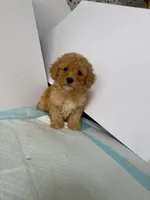 Rex , a male Maltipoo for sale in Santa Ana, CA – 2 of 2