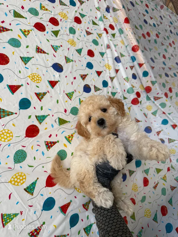 Sunny  – Maltipoo puppy for sale in Santa Ana, CA