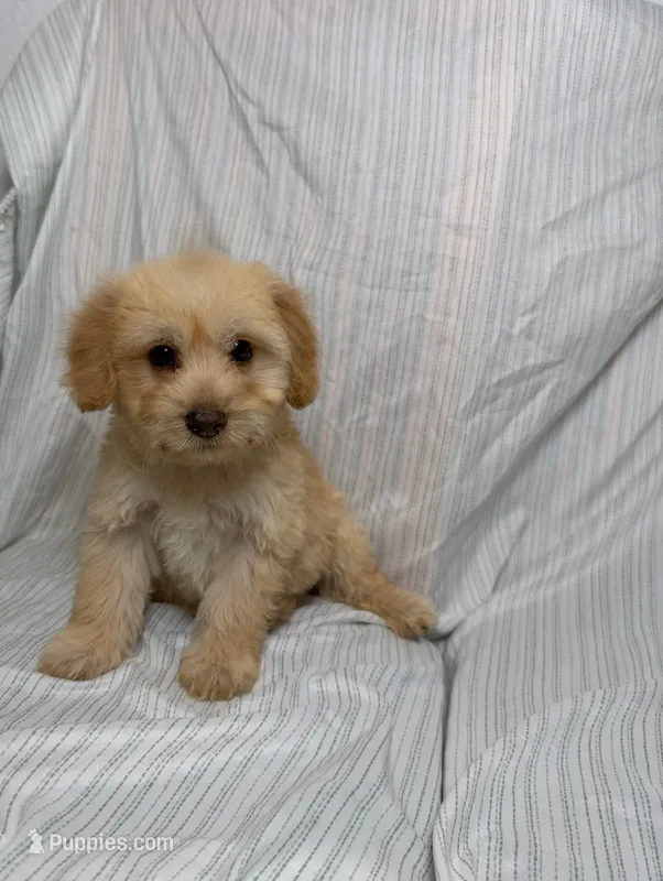 Tobi  – Maltipoo puppy for sale in Los Angeles, CA