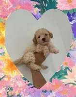 Coco, a female Maltipoo for sale in Corona, CA – 1 of 1