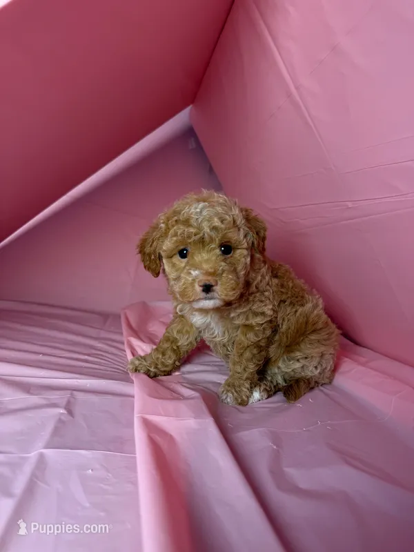 Star  – Maltipoo puppy for sale in Santa Ana, CA