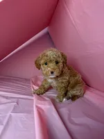 Star , a female Maltipoo for sale in Santa Ana, CA – 1 of 2