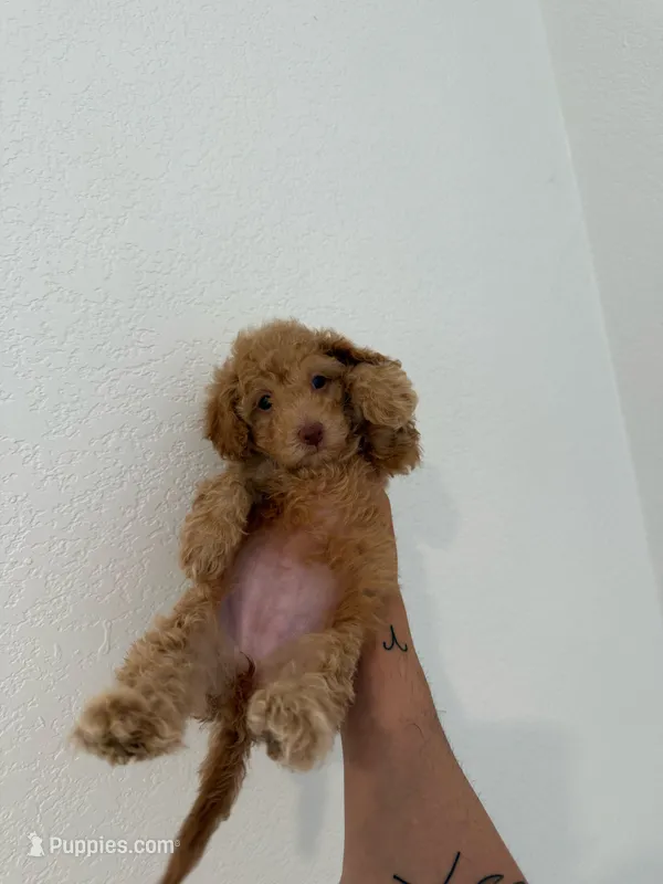 Roxy – Maltipoo puppy for sale in Los Angeles, CA