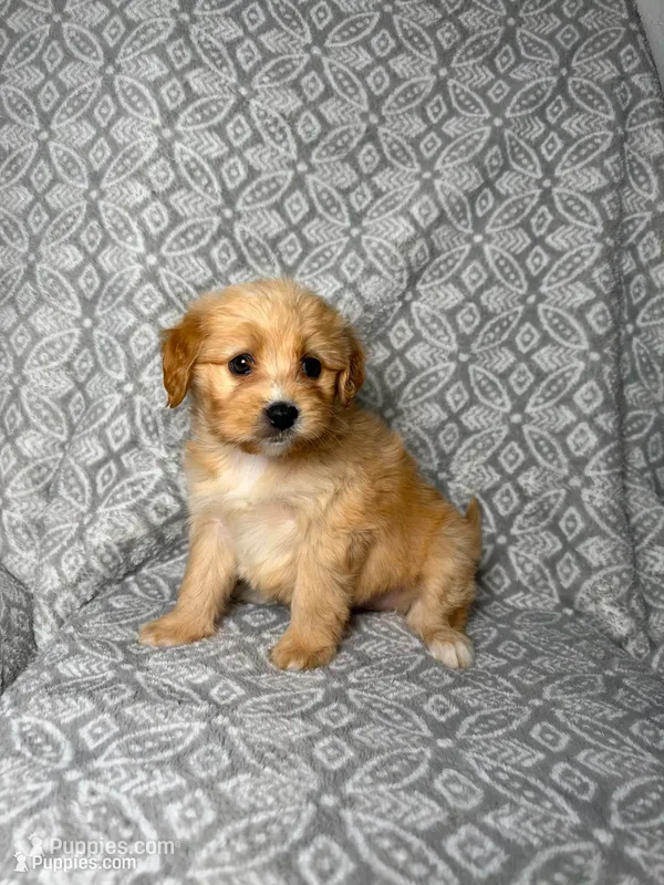 Cookie  – Maltipoo puppy for sale in Los Angeles, CA