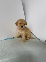 Bella , a female Maltipoo for sale in Santa Ana, CA – 2 of 2