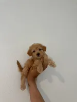 Bella, a female Maltipoo for sale in Los Angeles, CA – 1 of 1
