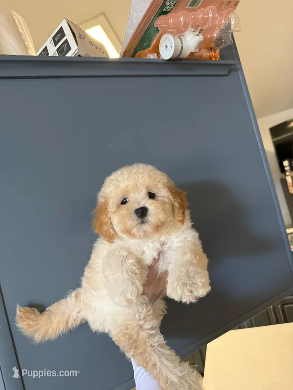 Chanel  – Maltipoo puppy for sale in Corona, CA