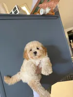 Chanel , a female Maltipoo for sale in Corona, CA – 1 of 1