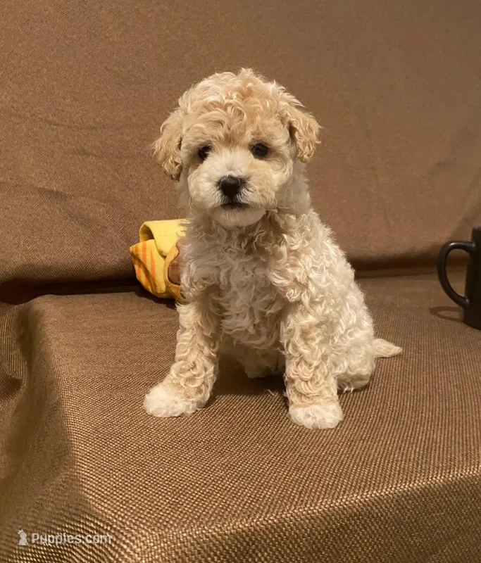Butter – Maltipoo puppy for sale in El Sobrante, CA