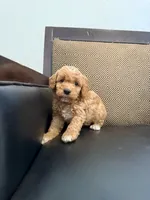 Max , a male Maltipoo for sale in Moreno Valley, CA – 1 of 3