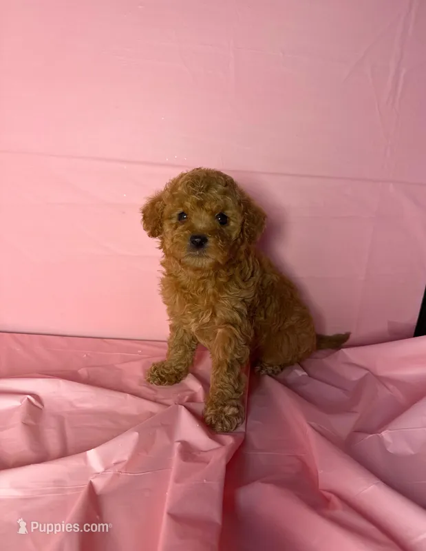 Bella  – Maltipoo puppy for sale in Santa Ana, CA