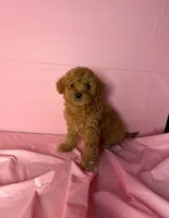 Bella , a female Maltipoo for sale in Santa Ana, CA – 1 of 1
