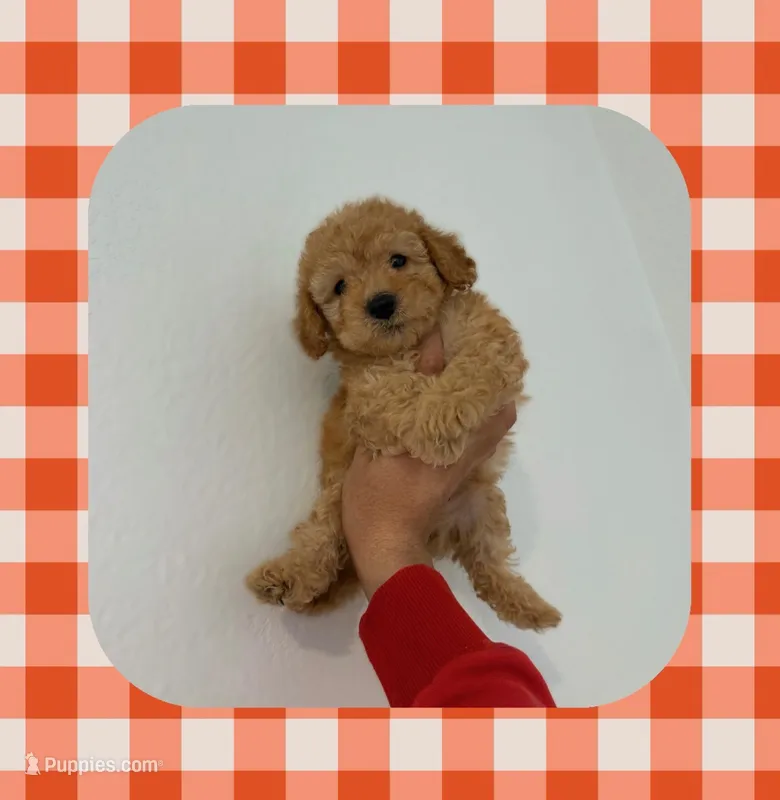 Max  – Maltipoo puppy for sale in Corona, CA
