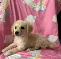 Coco, a female Maltipoo and Maltese for sale in Santa Ana, CA – 1 of 2