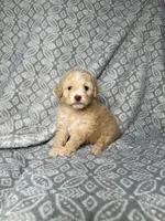 Roxy, a female Maltipoo for sale in Los Angeles, CA – 1 of 1