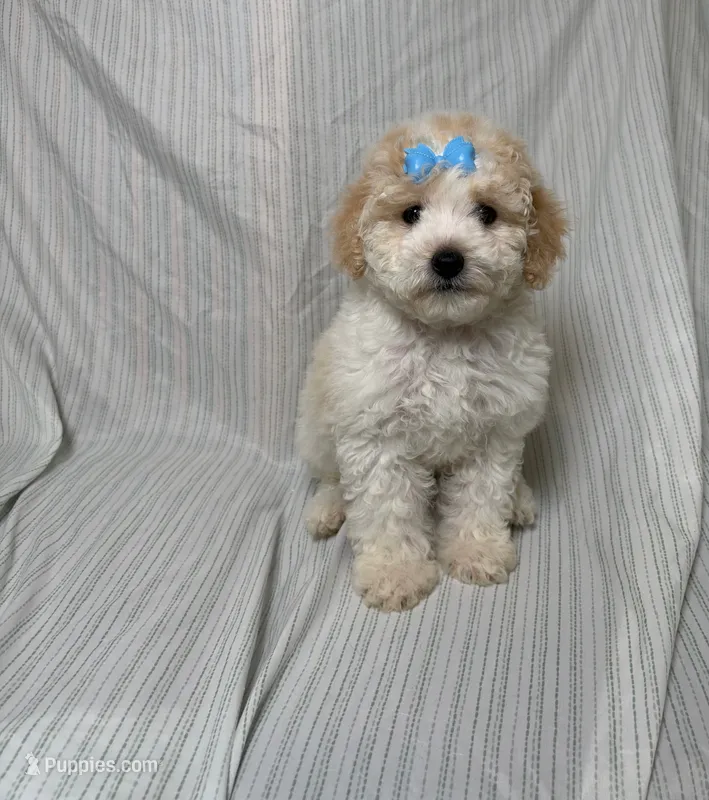 Chanel  – Maltipoo puppy for sale in Los Angeles, CA