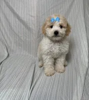 Chanel , a female Maltipoo for sale in Los Angeles, CA – 1 of 3