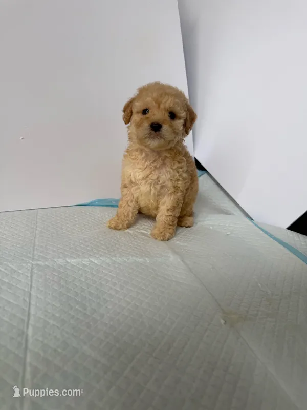 Max  – Maltipoo puppy for sale in Santa Ana, CA