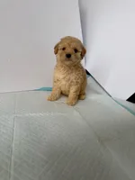 Max , a male Maltipoo for sale in Santa Ana, CA – 1 of 1