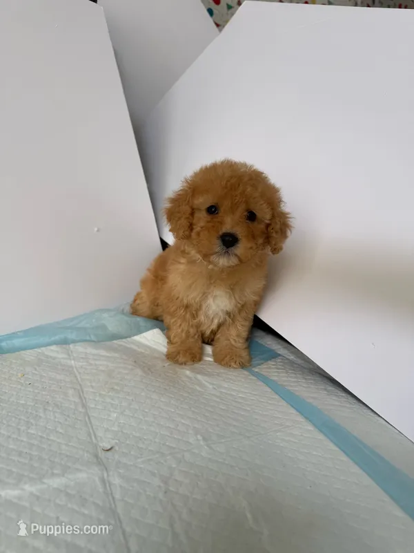 Rex  – Maltipoo puppy for sale in Santa Ana, CA
