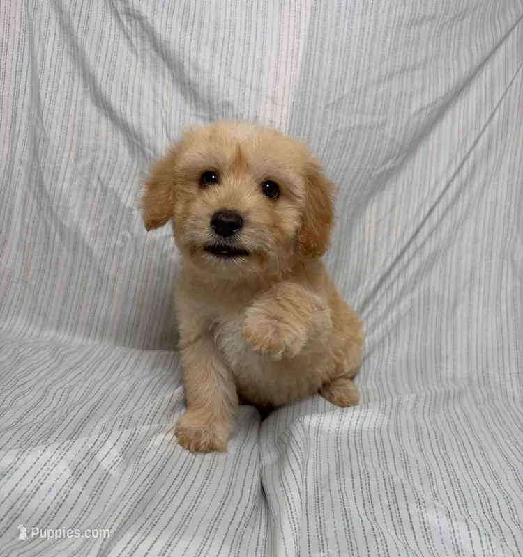 Roni – Maltipoo puppy for sale in Los Angeles, CA