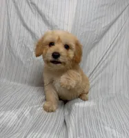 Roni, a male Maltipoo for sale in Los Angeles, CA – 1 of 3