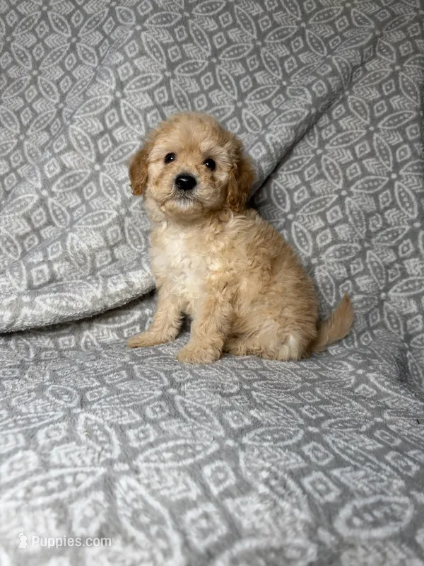 Butter  – Maltipoo puppy for sale in Los Angeles, CA