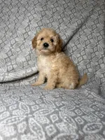 Butter , a male Maltipoo for sale in Los Angeles, CA – 1 of 1