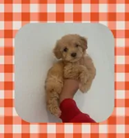 Mia , a female Maltipoo for sale in Corona, CA – 1 of 1