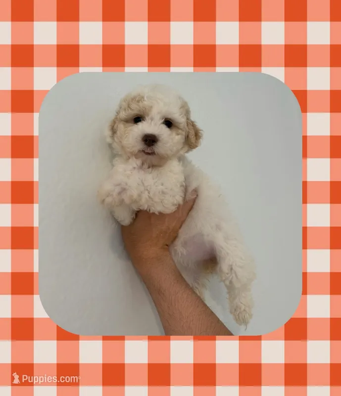 Coco – Maltipoo puppy for sale in Corona, CA