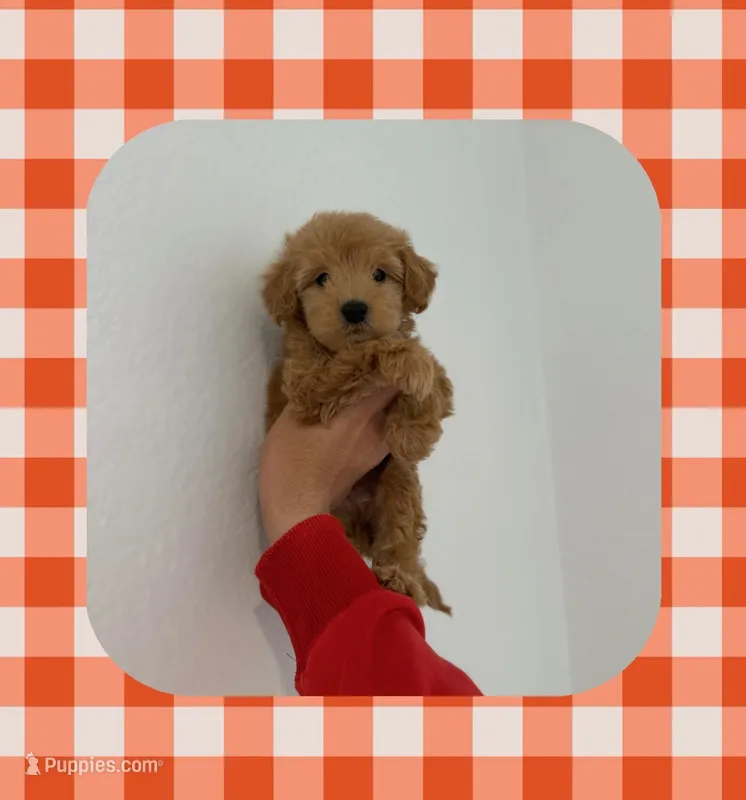 Romeo  – Maltipoo puppy for sale in Corona, CA