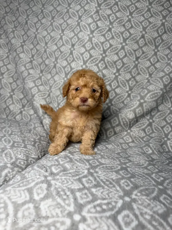 Cookie  – Maltipoo puppy for sale in Los Angeles, CA