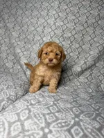 Cookie , a female Maltipoo for sale in Los Angeles, CA – 1 of 2
