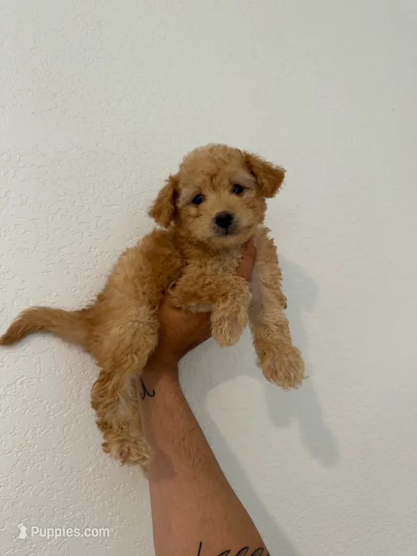 Pumpkin – Maltipoo puppy for sale in Los Angeles, CA