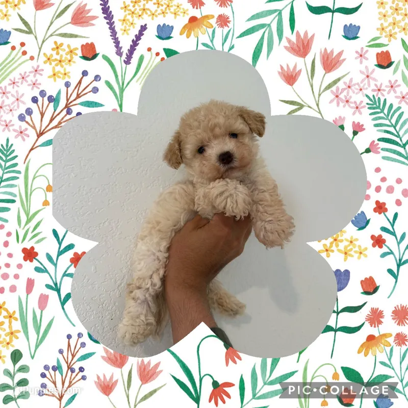 Max – Maltipoo puppy for sale in Corona, CA