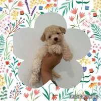 Max, a male Maltipoo for sale in Corona, CA – 1 of 1