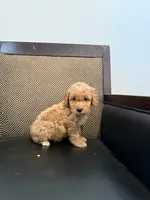 Max , a male Maltipoo for sale in Moreno Valley, CA – 3 of 3