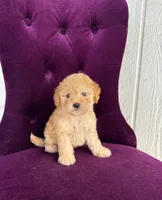 Milo, a male Maltipoo for sale in Corona, CA – 2 of 2