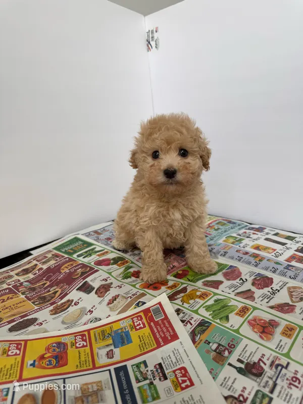 Max  – Maltipoo puppy for sale in Los Angeles, CA